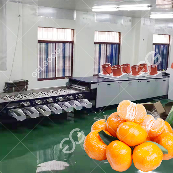 Dây chuyền làm sạch, sấy khô và đánh bóng cam quýt: Cách mạng hóa chế biến trái cây Citrus Cleaning, Air-Drying, and Waxing Line: Revolutionizing Fruit Processing