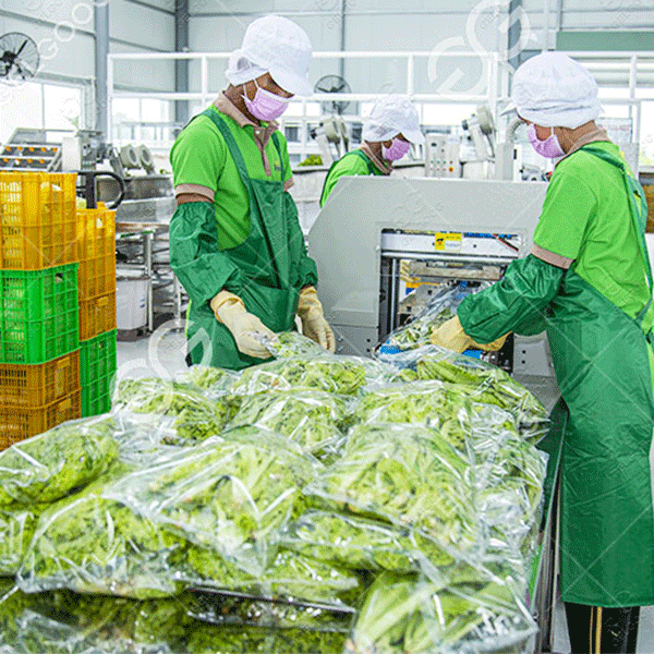 Dây chuyền chế biến rau củ quả có rửa sấy đóng gói